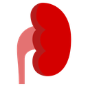 File:Kidney.png