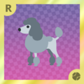 Poodle